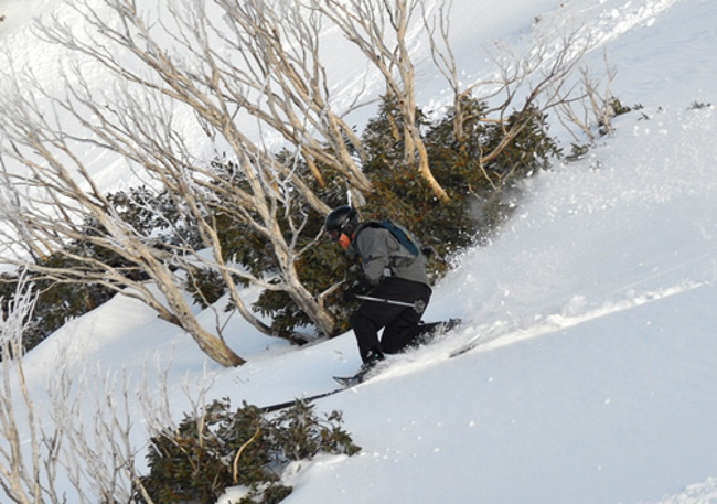 Ski-through-gum-trees